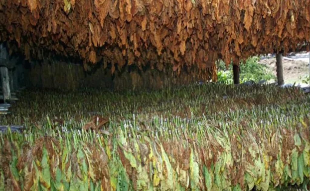 Zoomed-in exploration of Virginia tobacco in the throes of air curing.